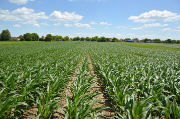 Fototapeta na wymiar green corn field in bright spring day