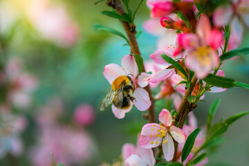 Bee collects nectar of pink almond flower