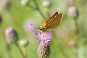Essex skipper (Thymelicus lineola) with reeled-out proboscis sucks nectar on a thistle blossom.