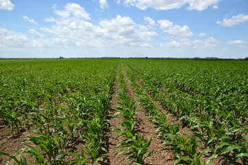 green corn field in bright spring day