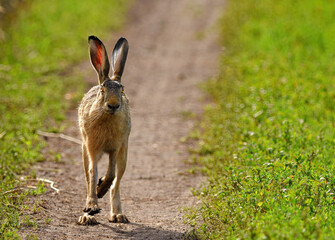 The European hare Lepus europaeus runs along a path in a field on a sunny summer day. Hare in the wild.