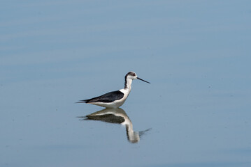 Recurvirostra avosetta walk on salt lake Bolsoi liman.
Family Pied avocet walk in lake, Volgograd region, Russia.
