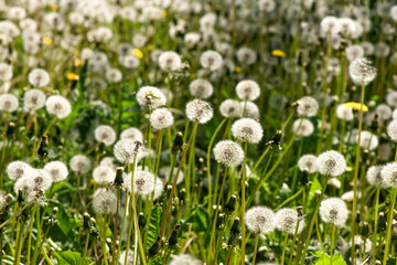 White fluffy dandelions in spring or summer on a green grass