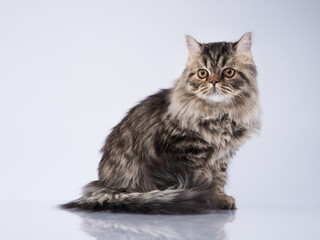 Scottish tabby cat on a light background. Pet in the studio. 