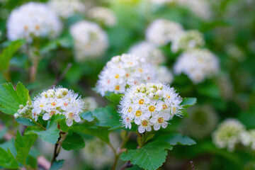 Branch of a tree with white flower