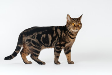 Home cat with big yellow eyes and beautiful spotted marble color standing on white background. Cute kitten, copy space.