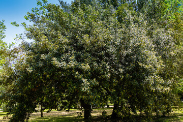 Blooming Quercus ilex, evergreen oak or holm oak acorn in spring city park of resort town of Adler....