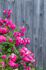 Pink bright roses on old rough wooden wall and window background. Selective focus.