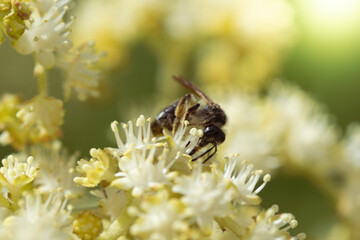 Bee collects nectar of white flower