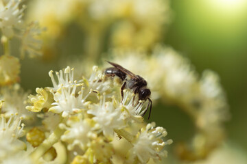 Bee collects nectar of white flower