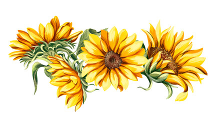 Watercolor sunflower, hand-painted flower illustration, botanical painting isolated on a white background. A beautiful bouquet of sunflowers. 