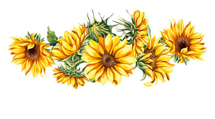 Watercolor sunflower, hand-painted flower illustration, botanical painting isolated on a white background. A beautiful bouquet of sunflowers. 