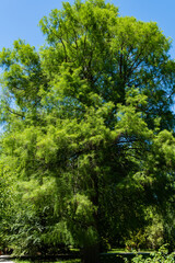 Taxodium mucronatum (Taxodium Huegelii Lawson), commonly known as Montezuma bald cypress in Adler Arboretum 