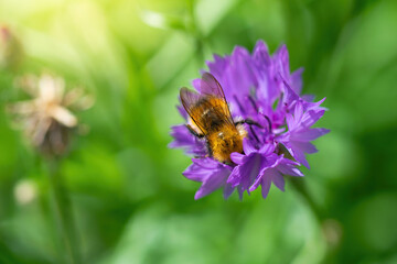 Bee collects flower nectar of cornflower