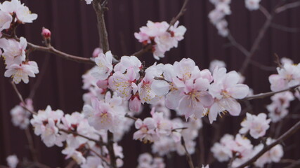 Siberian apricot or Trans-Baikal sakura.