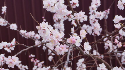 Siberian apricot or Trans-Baikal sakura.