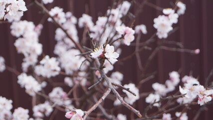 Siberian apricot or Trans-Baikal sakura.