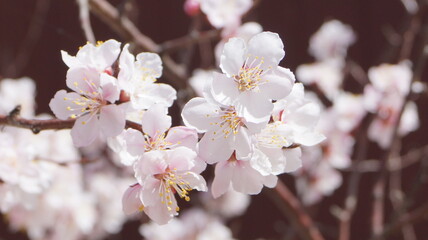 Siberian apricot or Trans-Baikal sakura.