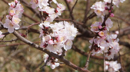 Siberian apricot or Trans-Baikal sakura.