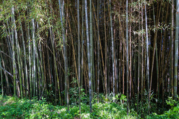 Impenetrable thickets of black bamboo Phyllostachys 