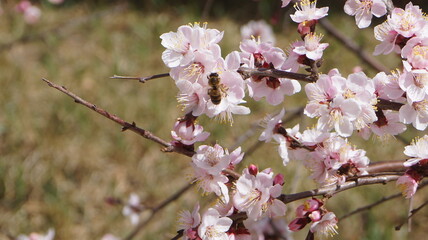 Siberian apricot or Trans-Baikal sakura.