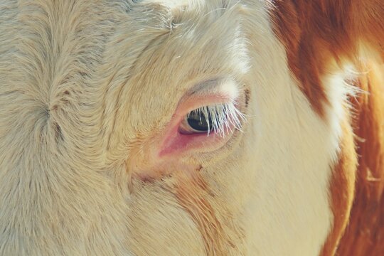 Primer plano del ojo y rostro de una vaca Fleckvieh expuestas al p&uacute;blico. VIII Edici&oacute;n de la Feria del Campo (ingl&eacute;s: Field Fair) en 2018 en Bustarviejo, Madrid.