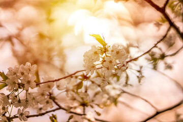 Summer flower or blossom