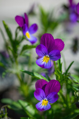 Purple violet flowers close-up.