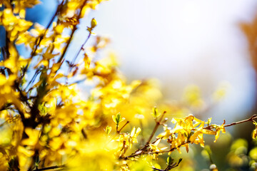 Summer flower or blossom