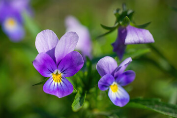 Fototapeta na wymiar Purple violet flowers close-up.