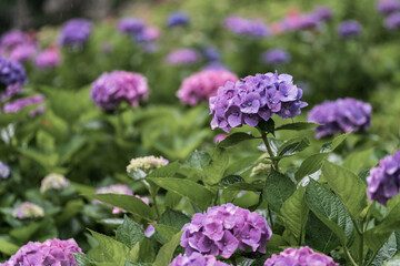 京都府　-　【三室戸寺（みむろとじ）のあじさい】