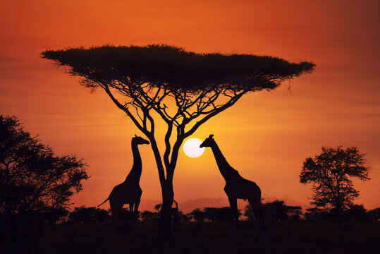 African landscape with silhouette of couple of giraffes under an acacia tree in wild savannah Serengeti National Park, Tanzania
