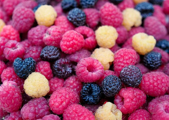 Mix three varieties of raspberries - red, yellow and black berries