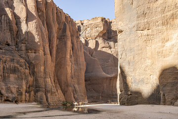 Camels from the Tubu (Toubou) nomads finding refreshment after a long ride through the Ennedi...