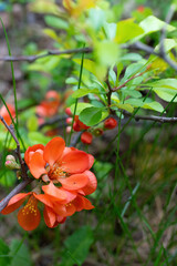 Blooming Japanese quince with bright flowers