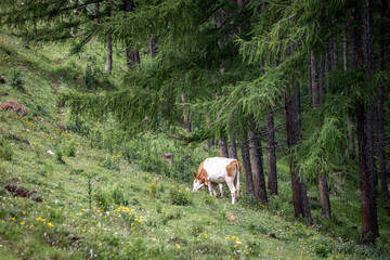 Obraz na płótnie Canvas cows in alpine scenery on Tyrnau Alp near Fladnitz on the Teichalm, Styria, Austria