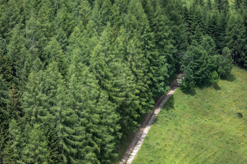 forest road in Styria, Austria