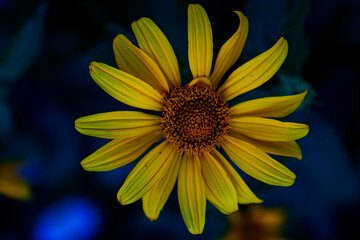 yellow flower in the garden