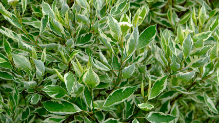 Leaves of ornamental shrub Variegated Dogwood (Cornus alba Sibirica Variegata). Decorative bush with variegated foliage, white border edges on green leaves. Bush derain white (Elegantissima). Close up