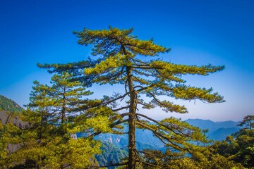 Obraz premium view from the mountain pine