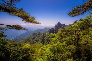 Obraz premium view from the mountain pine