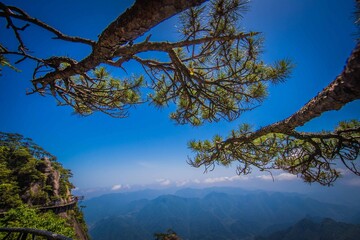 tree in the mountains