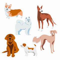 Set of different breeds of dogs. Vector hand drawn illustration in flat style. Isolated on white background