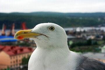 Cormorant on the ledge of a window high-rise building
