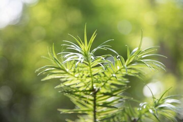 green leaves background