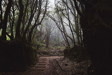 Obraz premium Footpah in mysterious foggy forest. Anaga national park in Tenerife, Spain.