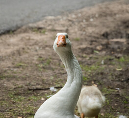 Fototapeta premium White goose looking at the camera with gosling behind