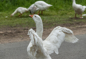 White goose flapping its wings