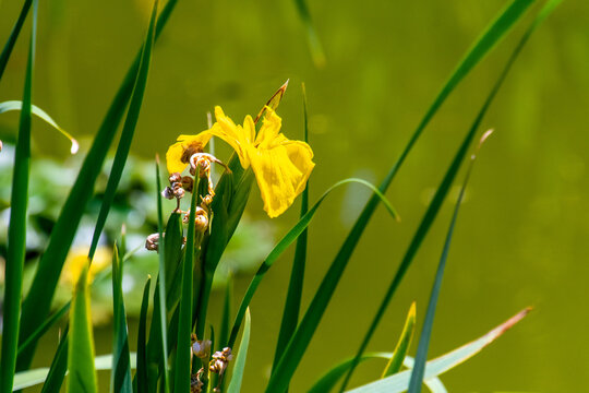Iris pseudacorus pertenece a la familia Iridaceae