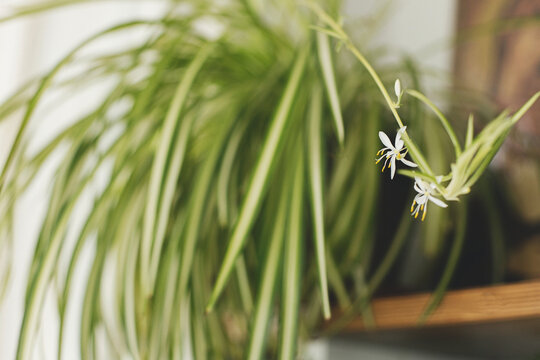 Spider plant white flowers close up on background of room with plants. Chlorophytum blooming flowers
